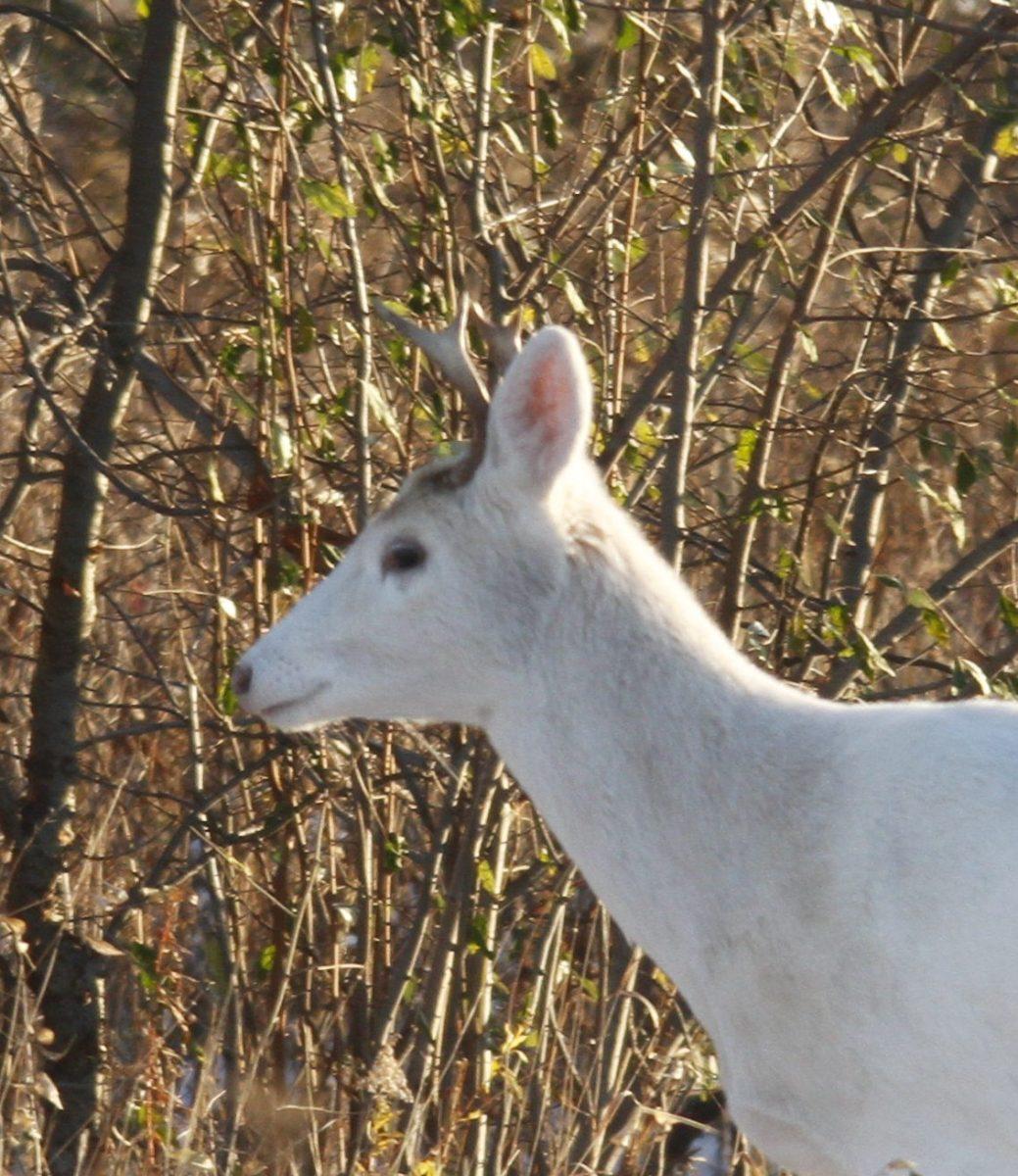 Phantoms of the Finger Lakes